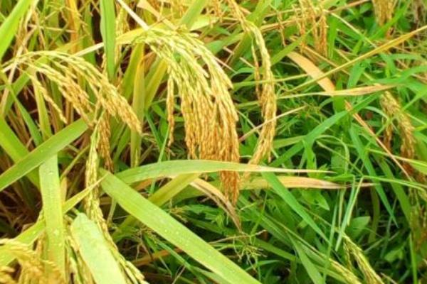 珑两优123水稻品种的特性，全生育期平均116.9天