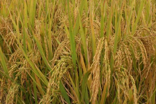 珑两优123水稻品种的特性，全生育期平均116.9天