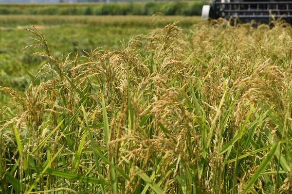 野香优贵禾水稻种子特点，每亩大田秧盘45-50只