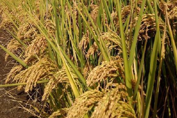 野香优贵禾水稻种子特点，每亩大田秧盘45-50只