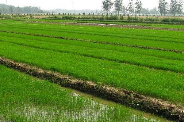 耕香优晶晶水稻种子简介，全生育期早稻平均122.6天