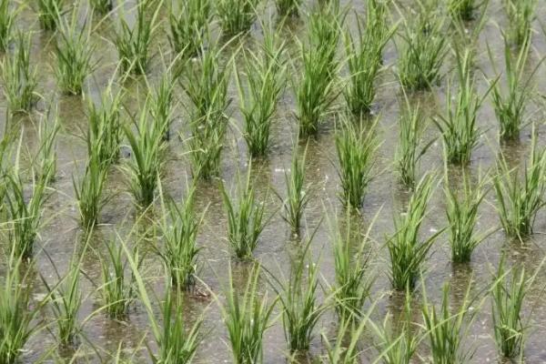 嘉香糯1号水稻种子特征特性，每亩有效穗数17.7万