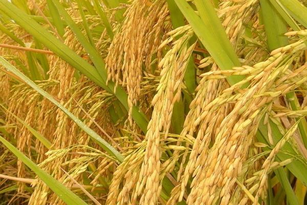 闻香优8699水稻种子简介，高寒山区作中稻4月下旬前播种