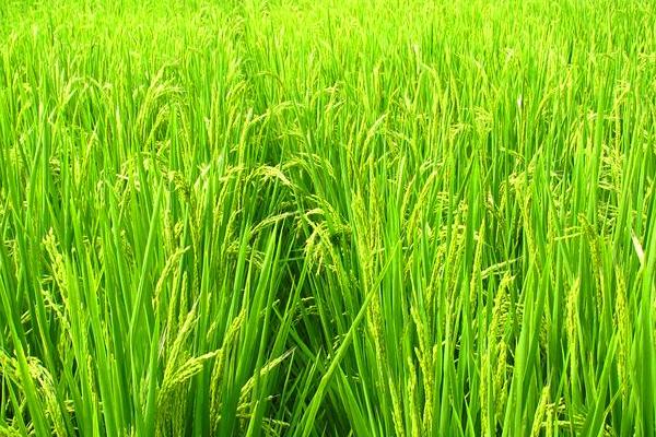 闻香优8699水稻种子简介，高寒山区作中稻4月下旬前播种