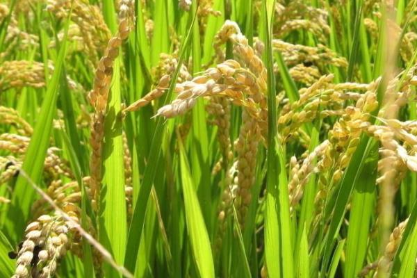 雅香优贡丝香水稻种简介，全生育期平均111.8天