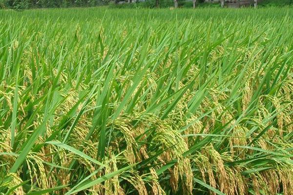 广和优桂福香水稻种子介绍，全生育期晚稻平均107.2天
