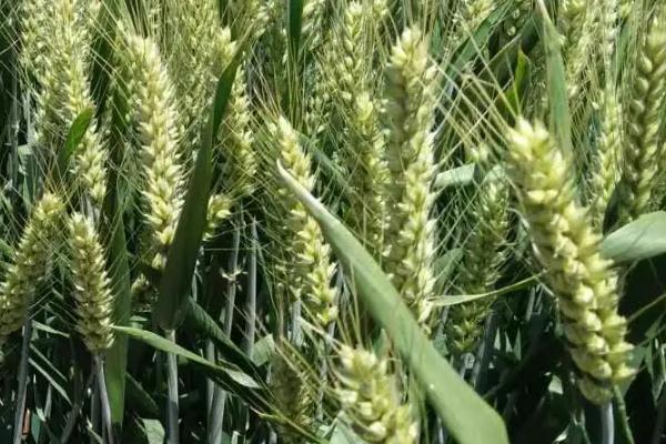 西南26号小麦种子介绍，春性常规品种