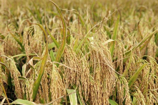 泰优6365水稻种子特点，全生育期138～170天