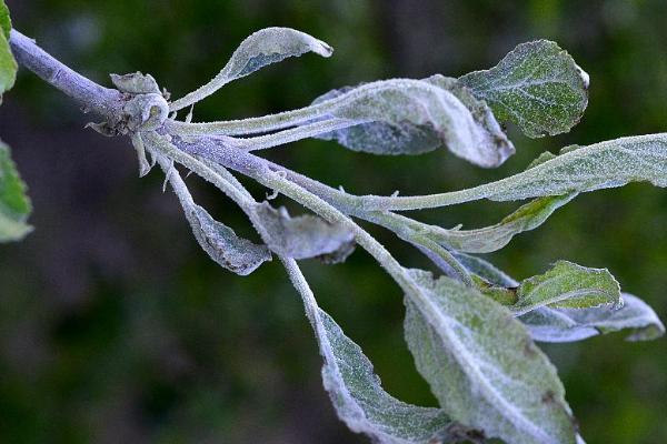 怎么防治苹果白粉病，发病时可喷施三唑酮等药物