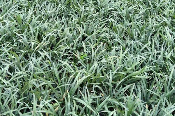玉龙草的种植方法，适宜生长在荫蔽凉爽的环境内
