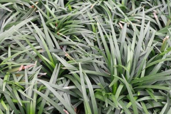 玉龙草的种植方法，适宜生长在荫蔽凉爽的环境内