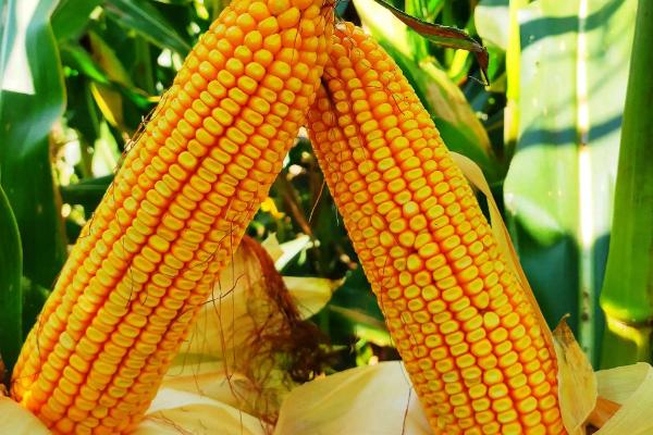 GD2005玉米种子特征特性，密度4500株/亩左右