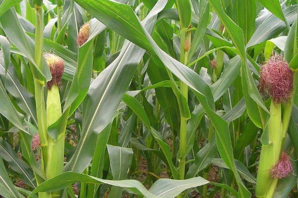 鑫育126玉米种子介绍，密度4500-5000株/亩