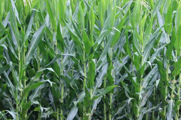 M737（试验代号：西蒙1258）玉米种子介绍，密度4500-5000株/亩