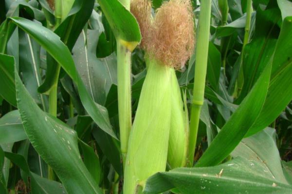 M737（试验代号：西蒙1258）玉米种子介绍，密度4500-5000株/亩