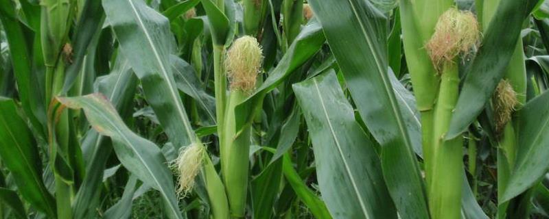 天禾2188玉米品种的特性，注意防治灰斑病
