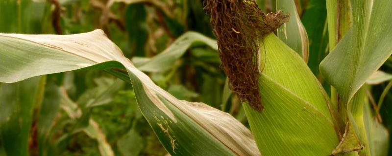 雷奥2097玉米种子简介，密度4500株/亩左右