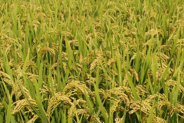 桥研2号水稻种子介绍，属中晚熟品种