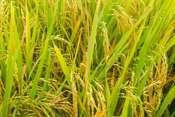桥研2号水稻种子介绍，属中晚熟品种