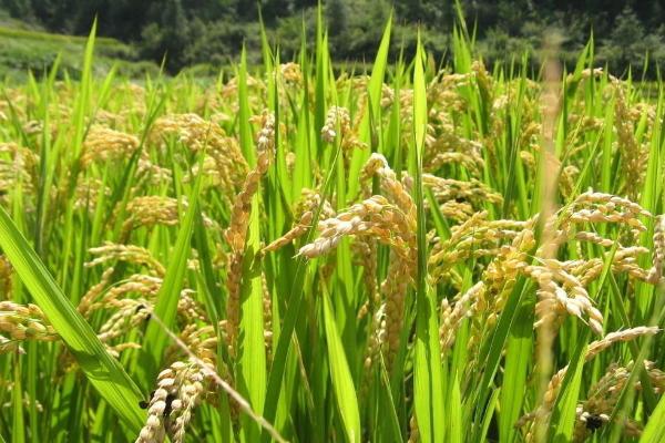 勇稻香水稻品种的特性，粳型常规水稻品种