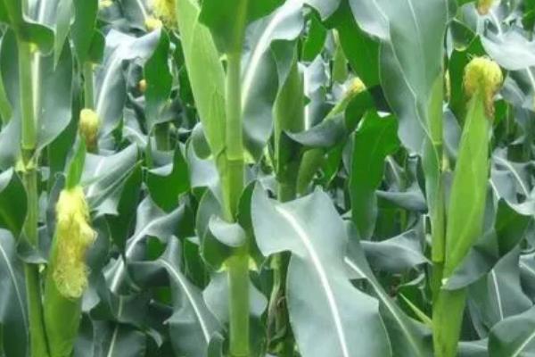 神农4200玉米种子特征特性，中等肥力以上地块栽培