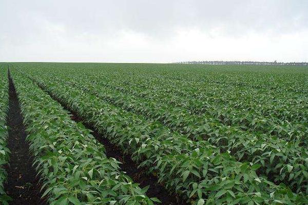 丹豆24大豆品种简介，播期以四月中旬～五月上旬为宜