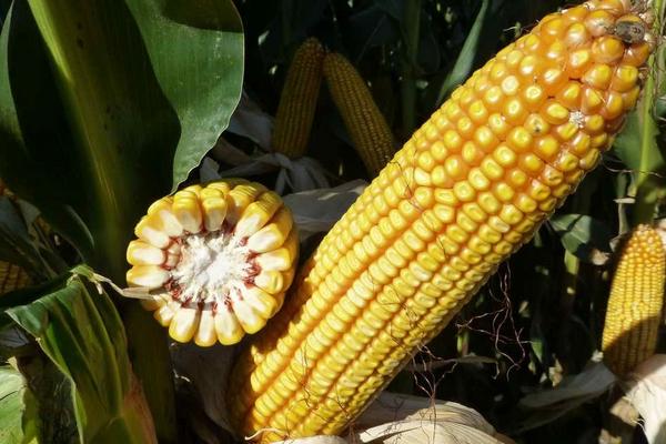 CZ9945玉米种子特征特性，4月下旬至5月上旬播种