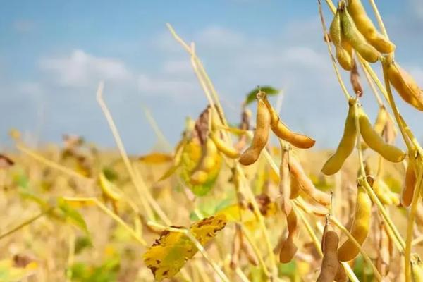 吉大A34大豆种子特征特性，一般4月下旬至5月上旬播种