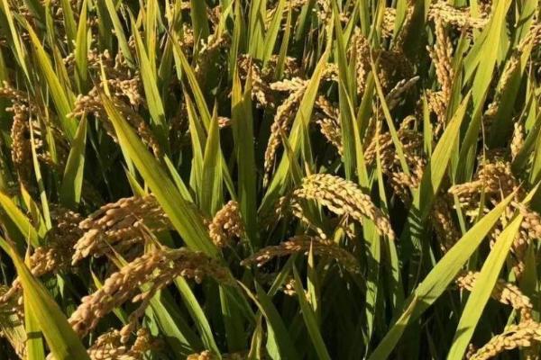 农大599水稻种简介，每亩有效穗数21.9万穗