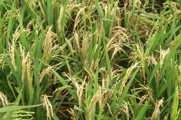 农大599水稻种简介，每亩有效穗数21.9万穗