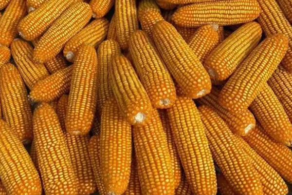 黑农玉13玉米种子介绍，普通玉米品种