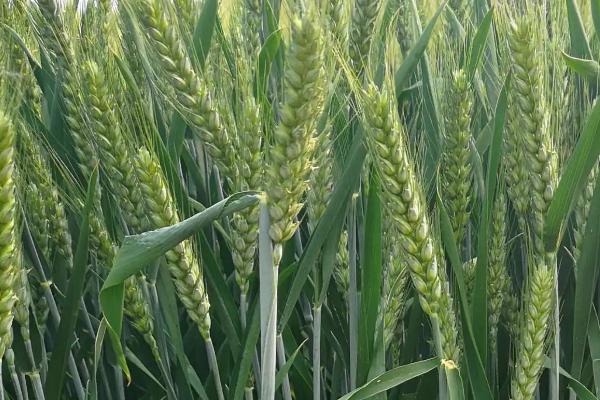 龙麦92小麦种子简介，该品种在适应区4月上旬播种