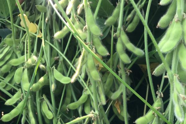 佳豆58大豆种子特征特性，该品种亚有限结荚习性