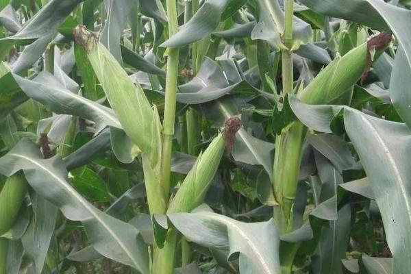 龙育65玉米种简介，普通玉米品种