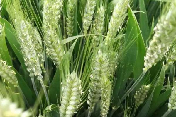 龙麦92小麦种子简介，该品种在适应区4月上旬播种