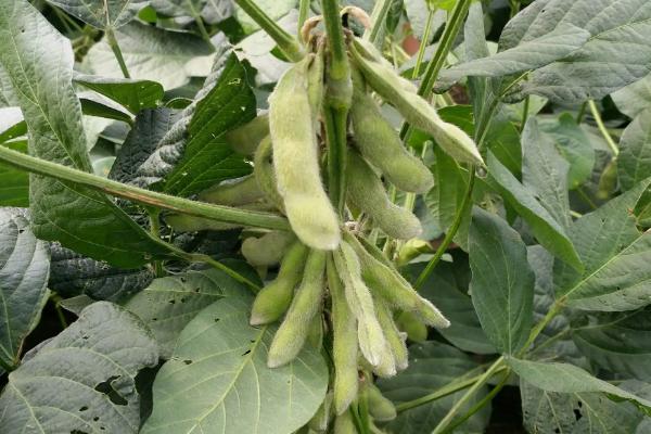 黑科94大豆品种的特性，该品种为亚有限结荚习性
