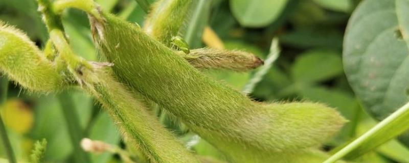 牡豆52大豆种子介绍，选择中等以上肥力地块种植