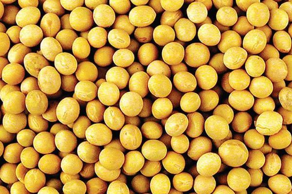 东农豆127大豆种子特征特性，该品种无限结荚习性
