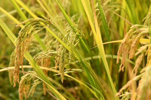 普育931水稻种简介，该品种主茎11片叶