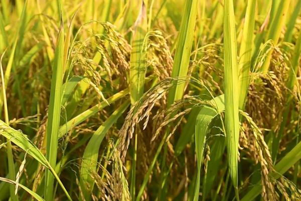 龙盾711水稻种子介绍，普通粳稻品种