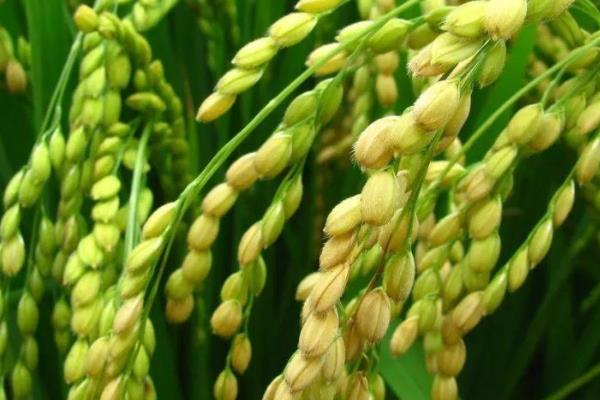 松科粳119水稻种子简介，香稻品种