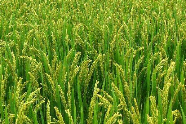 绥禾6号水稻种子特征特性，该品种主茎11片叶