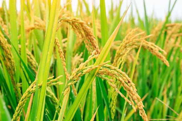 唯农304水稻品种的特性，普通粳稻品种