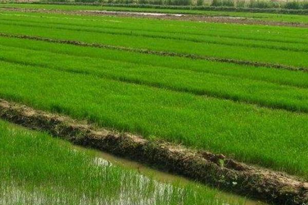 哈粳稻11号水稻种子特点，香稻品种