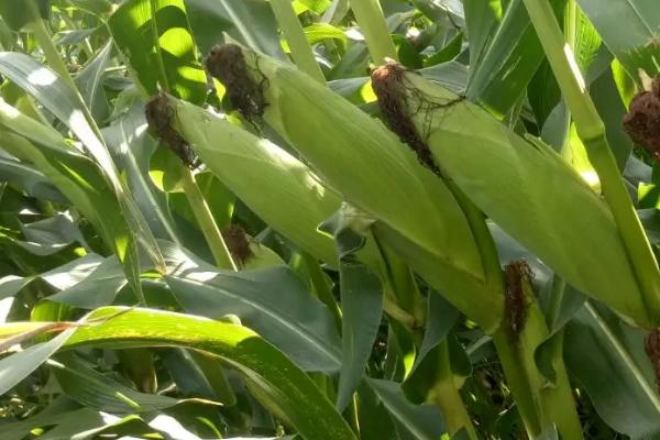 江玉668玉米品种的特性，一般6月中下旬播种