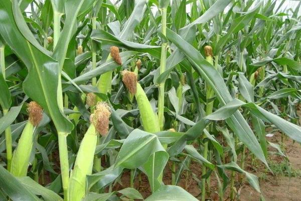 神农美玉16玉米种子特点，肥力差的田块可适当施粒肥