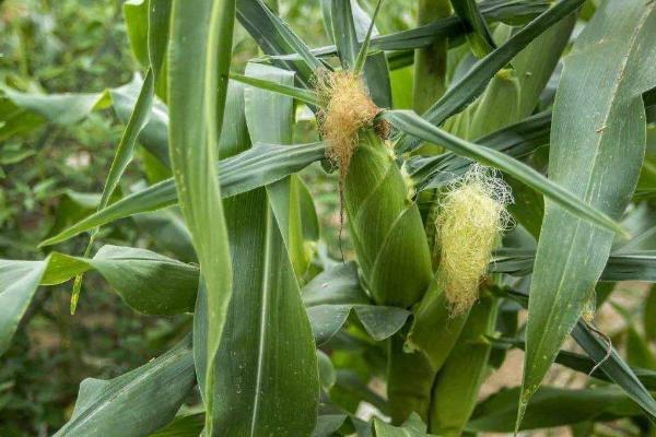 江玉668玉米品种的特性，一般6月中下旬播种