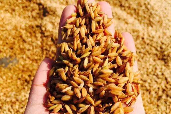 莹香1号水稻品种简介，每亩栽插1.8万穴