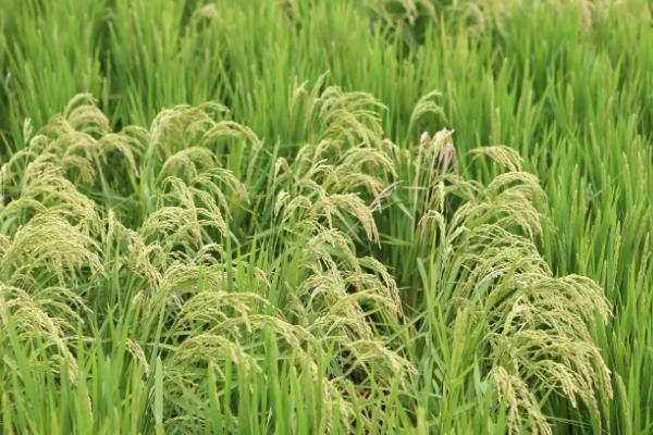 淮稻59水稻种子简介，机插秧5月底至6月初播种