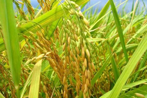 明两优896水稻种子介绍，每亩有效穗18.6万
